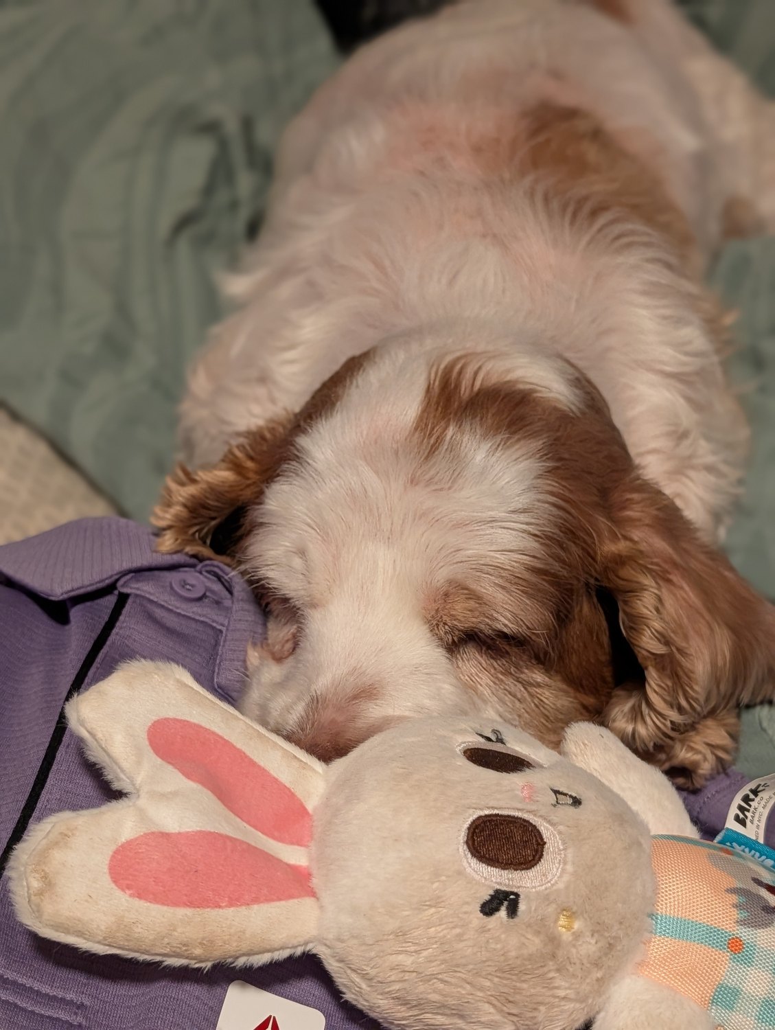 Alaia, our cocker spaniel