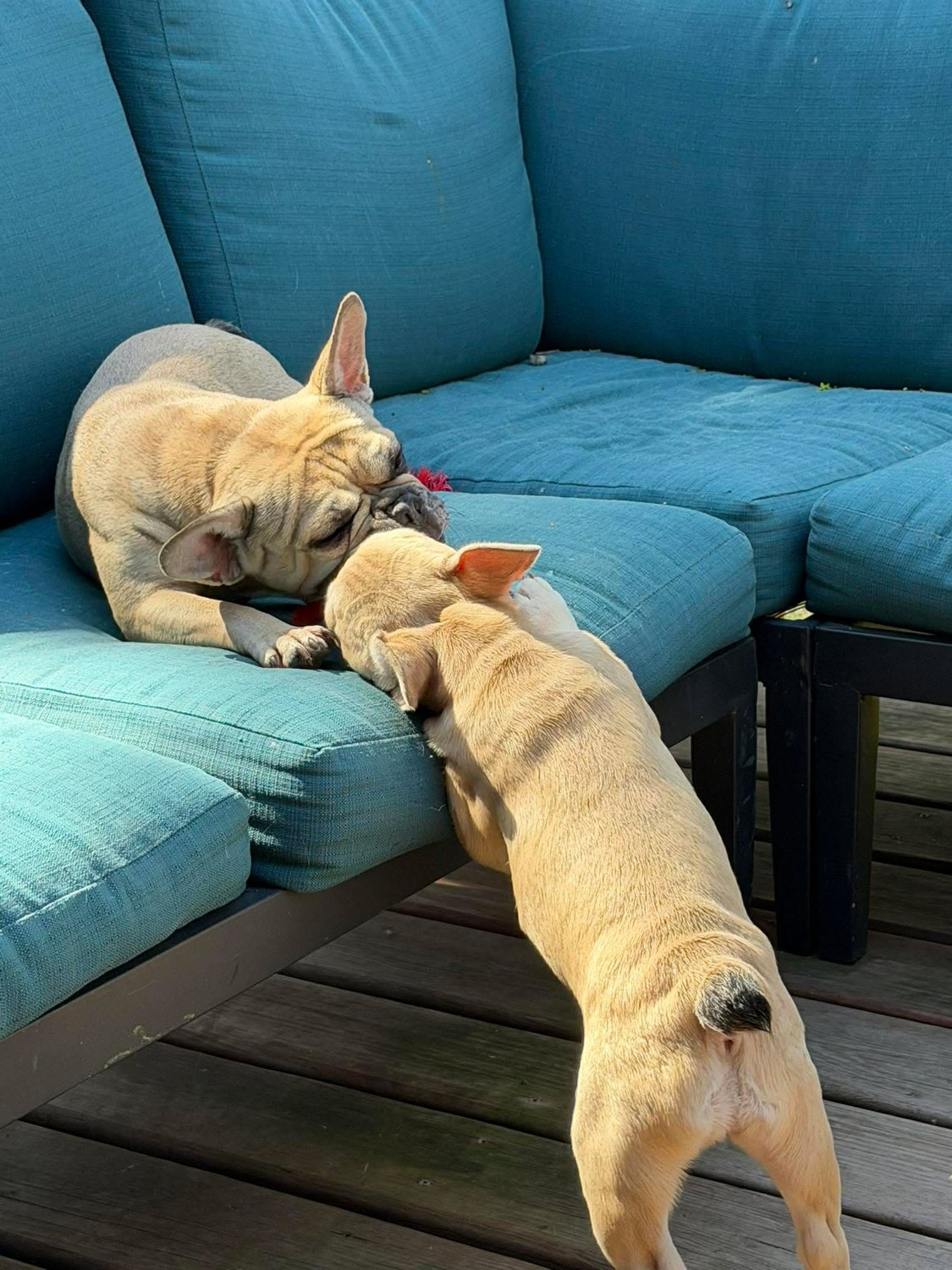 Carmella playing with Golden