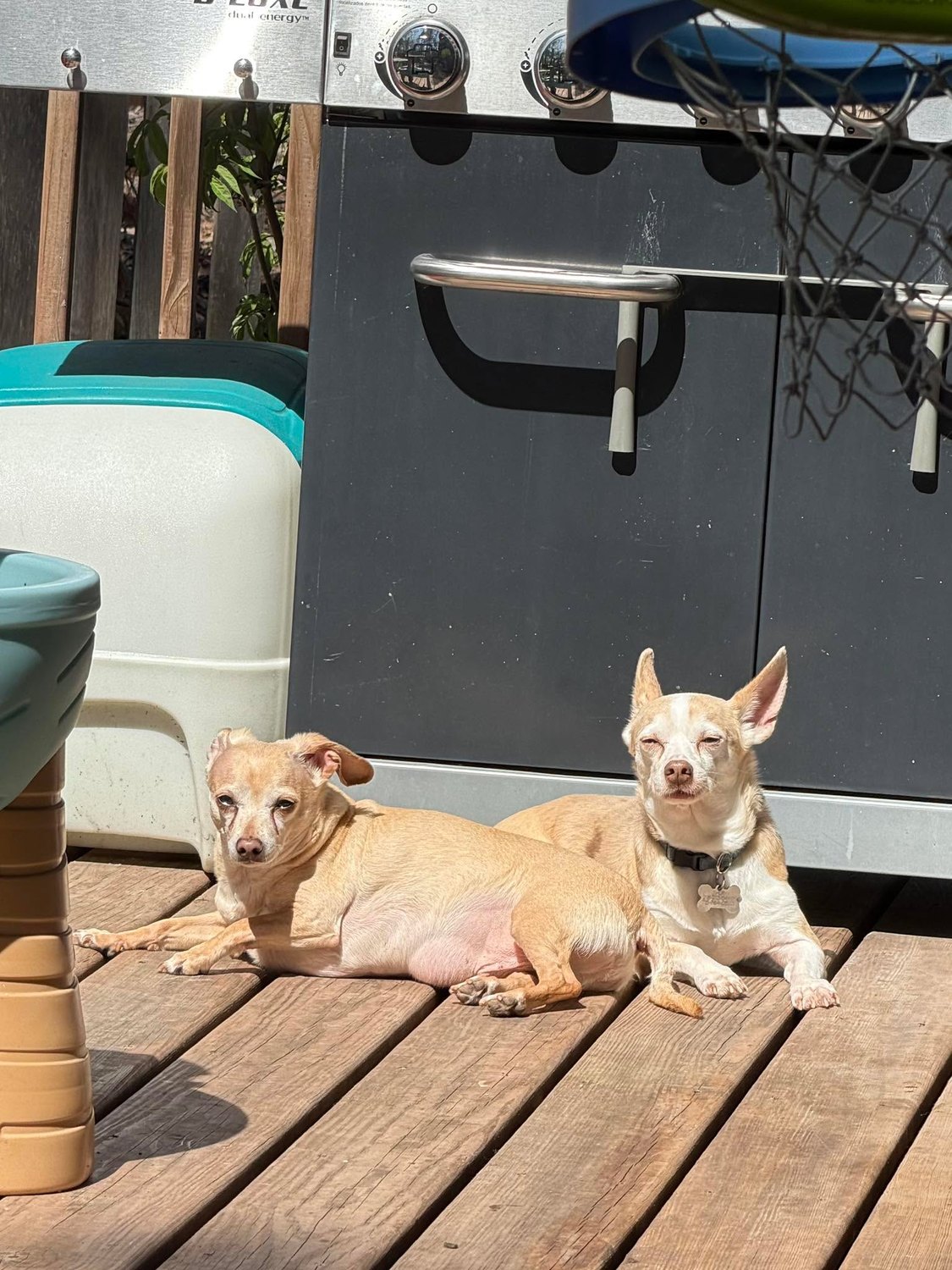 Thor and Loki, our chihuahuas